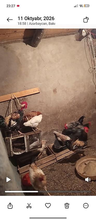 toyuq fermasi: Toyuq, Damazlıq — 2
