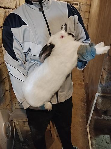 Dovşanlar: 🐇 Velikan və Kaliforniya Dovşanları Satılır Təmiz qan xəttindən olan — 10