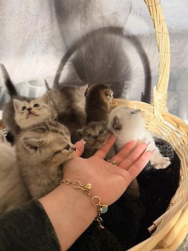 Pişiklər: Britan — 9