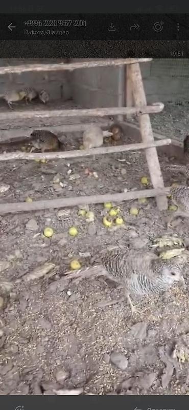цена фазана: Продаю молодых золотых и лимонных фазанов — 3