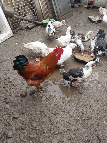 Ördəklər: Erkək, | Lal ördək, Ətlik — 1