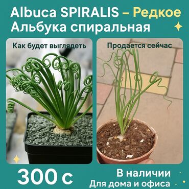 декоративные кустарники: Альбука спиральная, редкое растение, не капризный, цветёть, запах