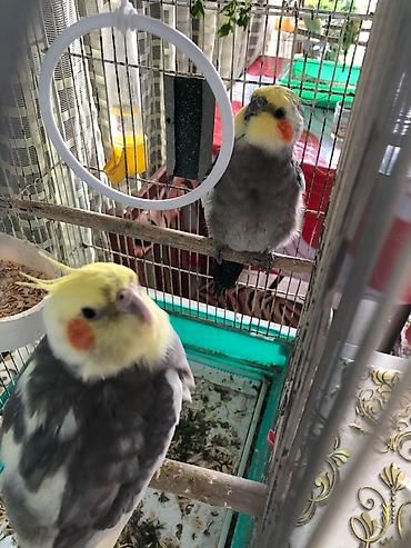 korella satışı: Korellalar satılırlar Tam sağlam Rucnoy olmasalar da adama yaxınlaşan — 5