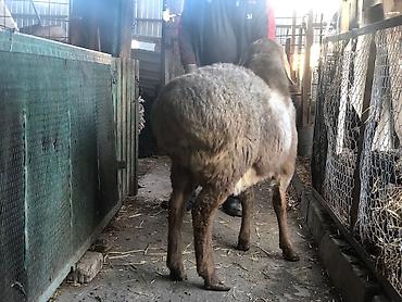 Баран, овца: Продаю | Овца (самка) | Для разведения — 6