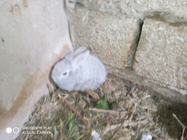 Dovşanlar: Dovşan karlik dovşanlar balalar 1 aylığ Krolik karlik zayciki Aslan — 12