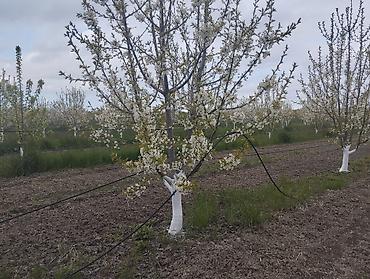 Torpaq sahələrinin satışı: 300 sot, Kupça (Çıxarış) — 8