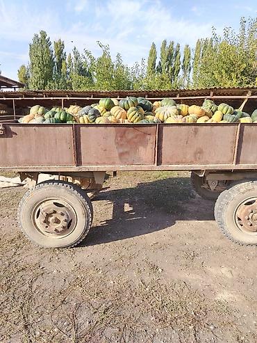 куриный бизнес: Тыква домашняя, сорт «Ромашка». Сочную столовую тыкву выращиваем на — 4