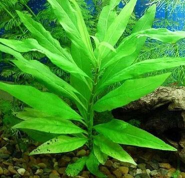 akvarium dirnaq: Limonnik