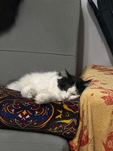 годик: Отдаю двух котов и кошку в добрые и ответственные руки! Связи с — 2
