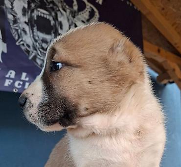 Psi: Psi na lalafo.rs — 8 Psi: Psi — 8