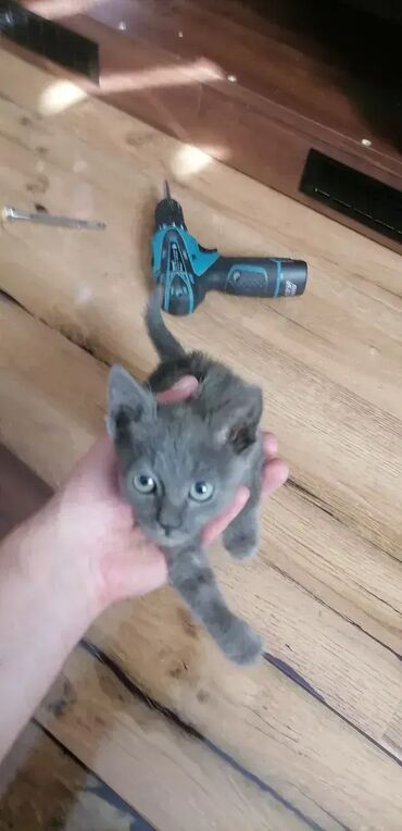 Police: Biblioteka - FireSide Select Walnut 💎 Materijal: Univer debljine 18mm — 12