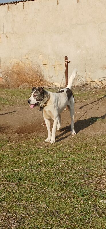 İtlər: Qurdbasar, 1 il, Erkek, Peyvəndli, Pulsuz çatdırılma — 2