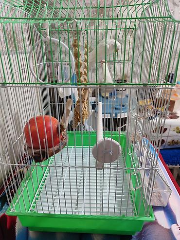 Зоотовары: Клетка и волнистый попугай белого цвета (самка),спокойный не шумитне — 3