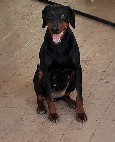 xaski it sekilleri: Doberman, 10 ay, Dişi, Ünvandan götürmə