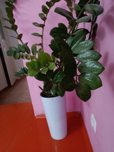 купить садовый опрыскиватель ручной: Замиокулькас (долларовое дерево) в высоком белом кашпо. - Крупные
