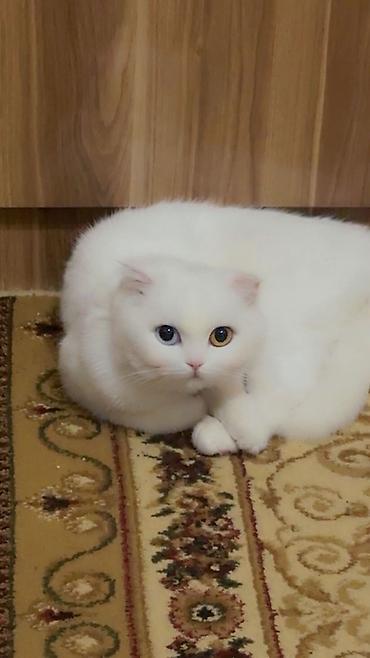 cutləşdirmək: Şotland yastı qulaq — 2