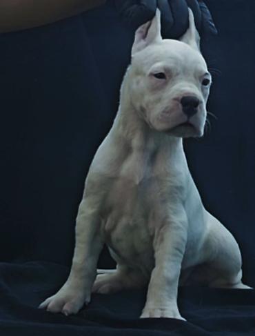 stari maltezer: U ponudi stenci doge argentino muzijaci i zenke,izlozbenog — 3