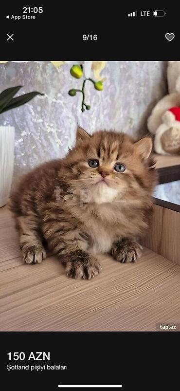 Pişiklər: Şotland — 1