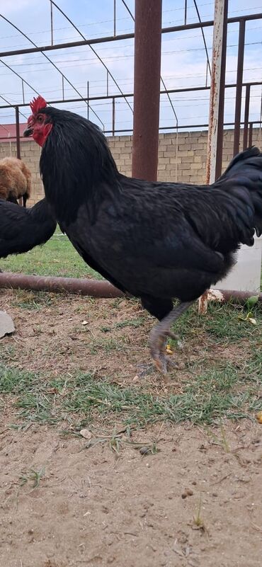 cins xoruz harada banlayır: Cinsi xarkovsiki di 8 dene xoruz! satilir 1 xoruzun qiymeti qiymet 25