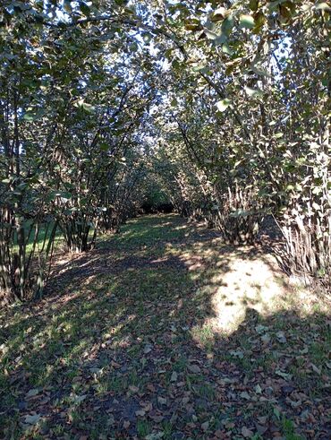 Torpaq sahələrinin satışı: Kənd təsərrüfatı — 11