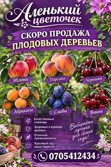 Алмалар: Аленький цветочек — плодовые деревья Скоро продажа саженцев: - Яблони — 1