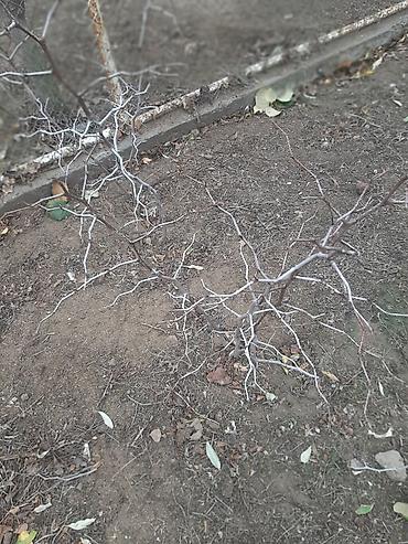 limon ağaçı: İydə və innab tingləri .Ünvan Bilgəh.Razılaşma yolu ilə.Ağacların — 4