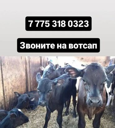 продаю телята: Бички телята Продаю | Музоо, торпок, Корова Алатауская | На забой
