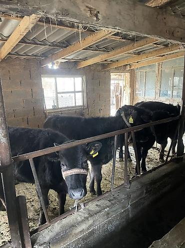 Коровы, быки: Продаю | Тёлка, Музоо, торпок — 11