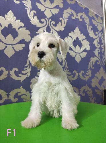 Psi: Odgajivačnica KARDIA SKILOS Kennel ima na prodaju prelepe štence belog na lalafo.rs — 2 Psi: Odgajivačnica KARDIA SKILOS Kennel ima na prodaju prelepe štence belog — 2