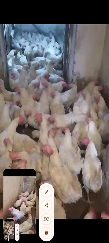 vendam kendi: Toyuq, Damazlıq — 3