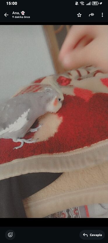 Tutuquşları: 9 aylıq korella satılır erkekdir 9 ayliqdir qəfesi SU qabı yem qabı — 5