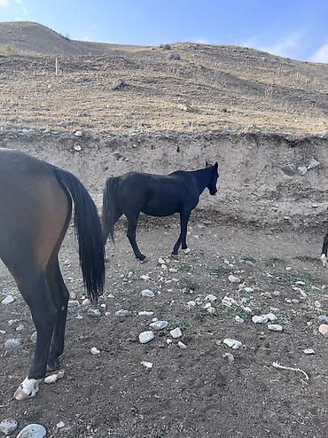 лошад ххх: Продаю | Кобыла (самка) | Полукровка, Дончак, Английская | На забой, Для разведения, Для молока — 9