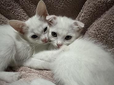 котята сибирской кошки купить: Белоснежные котята с короткой шерстью и ярко‑голубыми глазами. Ушки — 3