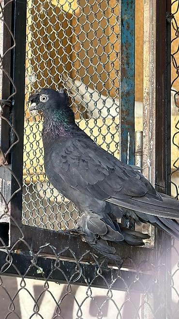 коты бишкек: В продаже игровые голуби🕊️
Здоровые, ухоженные, игровые голуби — 2