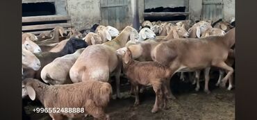 Бараны, овцы: Продаю | Баран (самец)