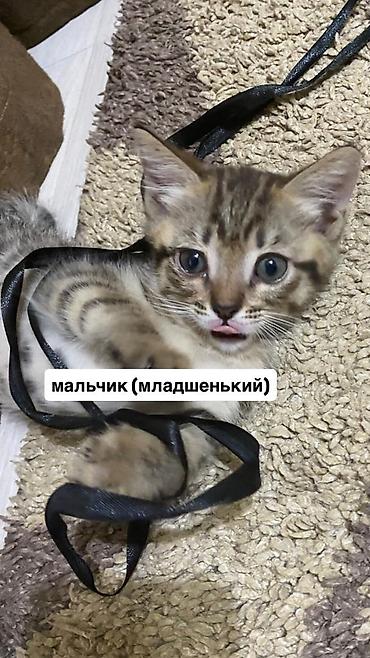Мышыктар: Срочно нужно пристроить котят в добрые руки, бесплатно. Котята — 3