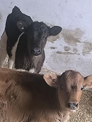 Коровы, быки: Продаю | Музоо, торпок | Для молока | Привязанные — 11