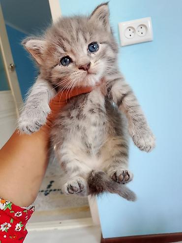 кошки сиамская: Котята, домашние, ручные Описание: - Очаровательные малыши с голубыми — 6