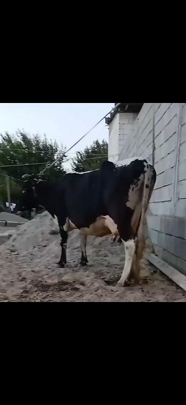 damazlıq heyvanların satışı: Siyah-ağ rəngli, iri süd verən inək və balası. - Cins tipi: Holştayn — 8