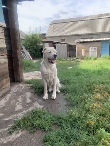 сколько стоит мопс в казахстане: Алабай кобель на вязку 6 лет 
Только звонить