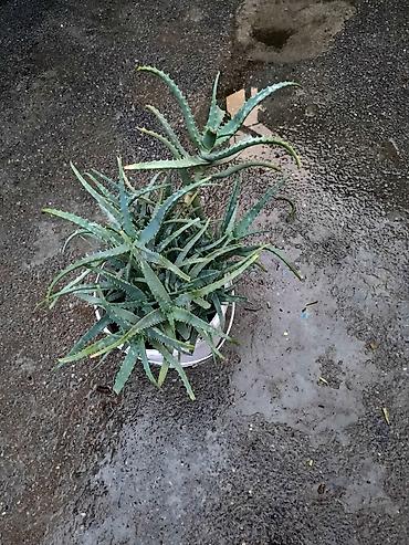 mal dili gülü: Asma qabda iki müxtəlif otaq bitkisi seti 1) Aloe (sukkulent) - — 1