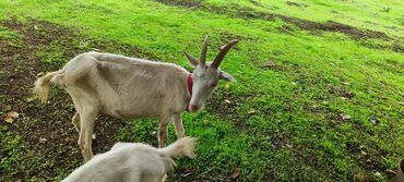 Keçi, çəpiş: Dişi, il: 2, Südlük -da lalafo.az — 5 Keçi, çəpiş: Dişi, il: 2, Südlük — 5