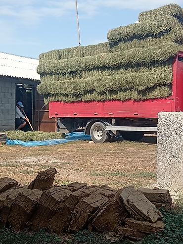 кой багам: Сено в тюках. Кастра зелёная плотный мощный доставка есть - — 2