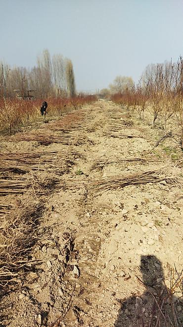 Другие фруктовые и ягодные растения: Саженцы плодовых деревьев (полевая плантация) - Ровные ряды молодого — 7