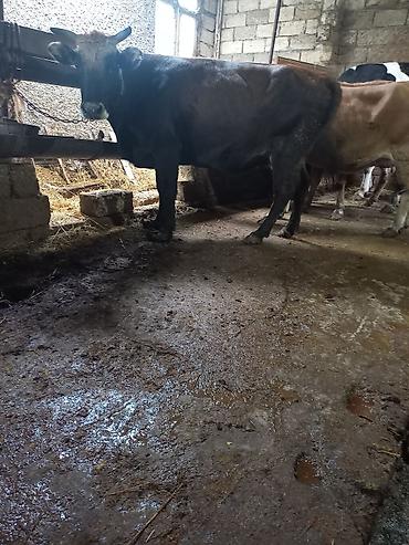 kənd təsərrufati heyvanlari: Qisirdi Bakı malidi Col gòrmuyub ancag quruda bordag Seraitde UCUZ — 1