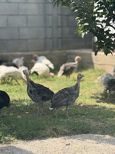 акита ино: Срочно Продаются оптом домашние гуси и индюки 🦃🪿 Продаются здоровые — 3