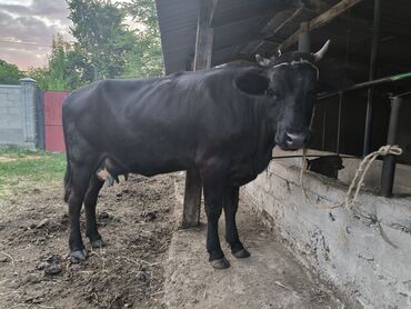 симентал карова: Продаю | Корова (самка) | Для разведения, Для молока | После отела