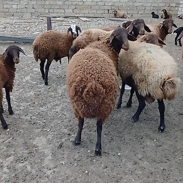 Qoyun sürüsü – yerli qaragül/yerli tərəkəmə tipli, qəhvəyi və açıq