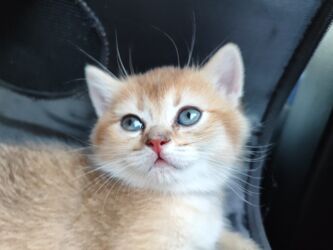 Pişiklər: Britan yastı qulaq, Erkək, Dişi, Yaxşı əllərə, Ünvandan götürmə, Ödənişli çatdırılma, Rayonlara çatdırılma — 29