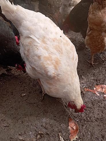 yumurtlayan toyuqlar satilir: Ataks ve Lohman broun Toyuqların mayalı yumurtaları olur verdim — 3